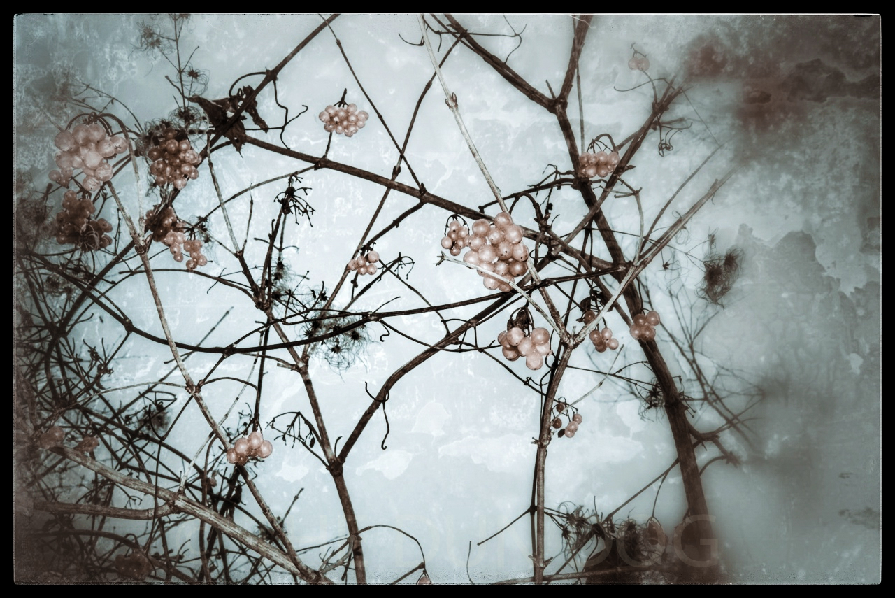 winter blossom
